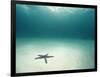Blue Sea Star in Open Ocean-null-Framed Photographic Print