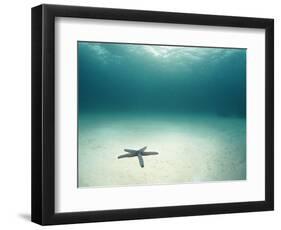 Blue Sea Star in Open Ocean-null-Framed Photographic Print