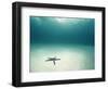 Blue Sea Star in Open Ocean-null-Framed Photographic Print