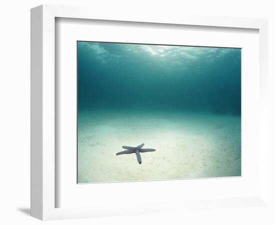 Blue Sea Star in Open Ocean-null-Framed Photographic Print