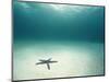 Blue Sea Star in Open Ocean-null-Mounted Photographic Print