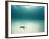 Blue Sea Star in Open Ocean-null-Framed Photographic Print