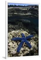 Blue Sea Star (Linckia Laevigata), on Coral Reef, Fiji-Pete Oxford-Framed Photographic Print