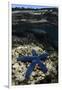 Blue Sea Star (Linckia Laevigata), on Coral Reef, Fiji-Pete Oxford-Framed Photographic Print