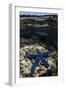 Blue Sea Star (Linckia Laevigata), on Coral Reef, Fiji-Pete Oxford-Framed Photographic Print