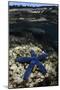 Blue Sea Star (Linckia Laevigata), on Coral Reef, Fiji-Pete Oxford-Mounted Photographic Print