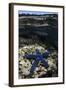 Blue Sea Star (Linckia Laevigata), on Coral Reef, Fiji-Pete Oxford-Framed Photographic Print