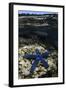 Blue Sea Star (Linckia Laevigata), on Coral Reef, Fiji-Pete Oxford-Framed Photographic Print