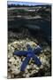 Blue Sea Star (Linckia Laevigata), on Coral Reef, Fiji-Pete Oxford-Mounted Photographic Print