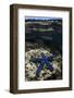 Blue Sea Star (Linckia Laevigata), on Coral Reef, Fiji-Pete Oxford-Framed Photographic Print