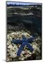 Blue Sea Star (Linckia Laevigata), on Coral Reef, Fiji-Pete Oxford-Mounted Photographic Print