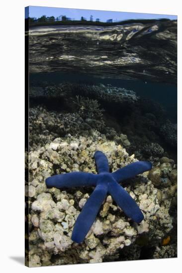 Blue Sea Star (Linckia Laevigata), on Coral Reef, Fiji-Pete Oxford-Stretched Canvas