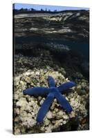 Blue Sea Star (Linckia Laevigata), on Coral Reef, Fiji-Pete Oxford-Stretched Canvas