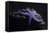 Blue Sea Star (Linckia Laevigata), Southern Thailand, Andaman Sea, Indian Ocean, Asia-Andrew Stewart-Framed Stretched Canvas