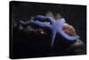 Blue Sea Star (Linckia Laevigata), Southern Thailand, Andaman Sea, Indian Ocean, Asia-Andrew Stewart-Stretched Canvas