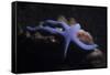 Blue Sea Star (Linckia Laevigata), Southern Thailand, Andaman Sea, Indian Ocean, Asia-Andrew Stewart-Framed Stretched Canvas