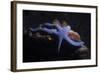 Blue Sea Star (Linckia Laevigata), Southern Thailand, Andaman Sea, Indian Ocean, Asia-Andrew Stewart-Framed Photographic Print