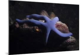 Blue Sea Star (Linckia Laevigata), Southern Thailand, Andaman Sea, Indian Ocean, Asia-Andrew Stewart-Mounted Photographic Print