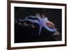 Blue Sea Star (Linckia Laevigata), Southern Thailand, Andaman Sea, Indian Ocean, Asia-Andrew Stewart-Framed Photographic Print