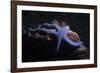 Blue Sea Star (Linckia Laevigata), Southern Thailand, Andaman Sea, Indian Ocean, Asia-Andrew Stewart-Framed Photographic Print