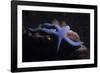 Blue Sea Star (Linckia Laevigata), Southern Thailand, Andaman Sea, Indian Ocean, Asia-Andrew Stewart-Framed Photographic Print