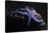 Blue Sea Star (Linckia Laevigata), Southern Thailand, Andaman Sea, Indian Ocean, Asia-Andrew Stewart-Stretched Canvas