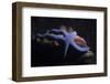 Blue Sea Star (Linckia Laevigata), Southern Thailand, Andaman Sea, Indian Ocean, Asia-Andrew Stewart-Framed Photographic Print