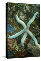 Blue Sea Star-Hal Beral-Stretched Canvas