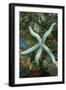 Blue Sea Star-Hal Beral-Framed Photographic Print