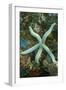 Blue Sea Star-Hal Beral-Framed Photographic Print