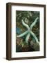 Blue Sea Star-Hal Beral-Framed Photographic Print