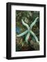 Blue Sea Star-Hal Beral-Framed Photographic Print