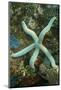 Blue Sea Star-Hal Beral-Mounted Photographic Print