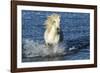 Blue Sea-PH Burchett-Framed Photographic Print