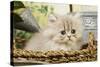 Blue Shaded Persian Kitten in Basket-null-Stretched Canvas