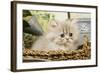 Blue Shaded Persian Kitten in Basket-null-Framed Photographic Print