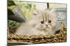 Blue Shaded Persian Kitten in Basket-null-Mounted Photographic Print