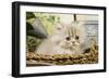 Blue Shaded Persian Kitten in Basket-null-Framed Photographic Print