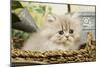 Blue Shaded Persian Kitten in Basket-null-Mounted Photographic Print