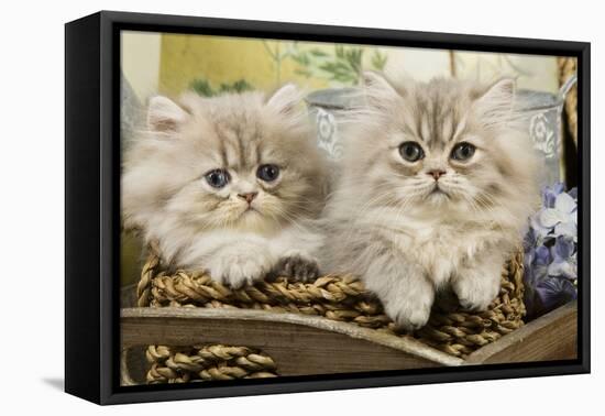 Blue Shaded Persian Kittens in Basket-null-Framed Stretched Canvas