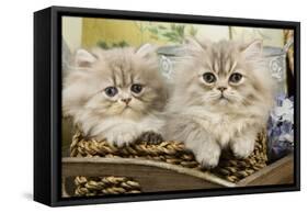 Blue Shaded Persian Kittens in Basket-null-Framed Stretched Canvas