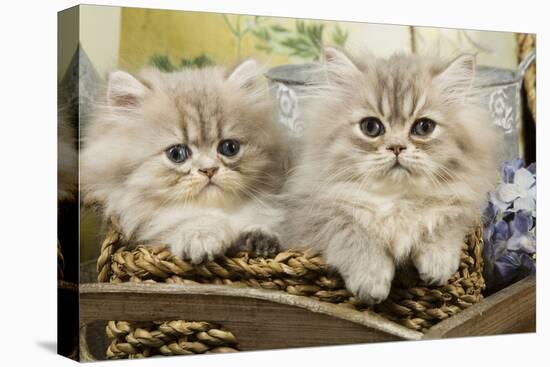 Blue Shaded Persian Kittens in Basket-null-Stretched Canvas