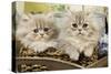 Blue Shaded Persian Kittens in Basket-null-Stretched Canvas