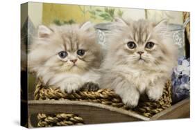 Blue Shaded Persian Kittens in Basket-null-Stretched Canvas