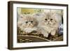 Blue Shaded Persian Kittens in Basket-null-Framed Photographic Print