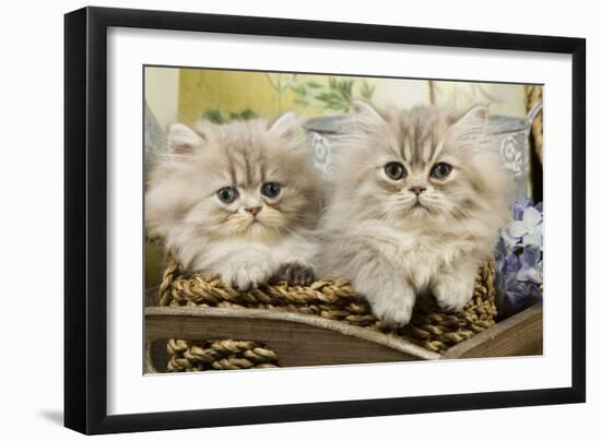 Blue Shaded Persian Kittens in Basket-null-Framed Photographic Print