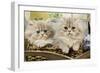 Blue Shaded Persian Kittens in Basket-null-Framed Photographic Print