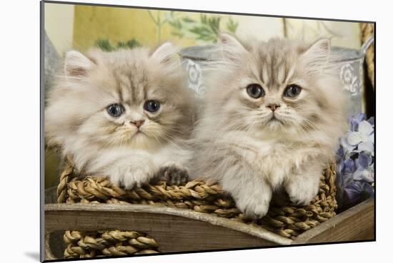 Blue Shaded Persian Kittens in Basket-null-Mounted Photographic Print