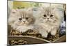 Blue Shaded Persian Kittens in Basket-null-Mounted Photographic Print