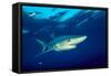 Blue shark and Pilot fish, Pico Island, Azores, Portugal-Franco Banfi-Framed Stretched Canvas